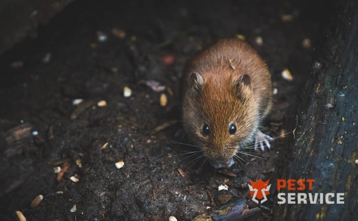 Дератизация в Братске